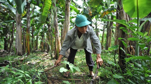 farmer